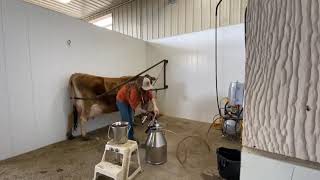 Single Cow Milking Parlour