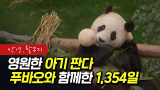 영원한 아기 판다🐼 푸바오와 함께한 1,354일 《안녕, 할부지》