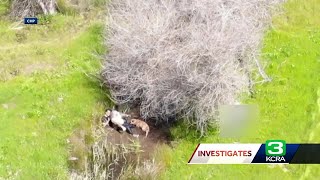 Drone video shows Roseville gunman with hostage in Roseville park creek