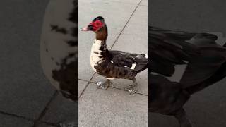Duck 🦆🫣#shortsvideo #youtube #reels #viral #duck #youtubeshorts