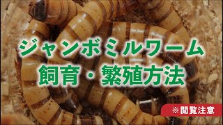 ジャイアントミルワームの繁殖・飼育方法