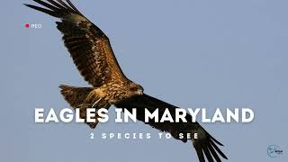 Discovering the Majestic Eagles of Maryland: A Bird Watching Adventure