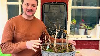 Winter Cleanup for Oak Bonsai Forest: Weeding, Pruning \u0026 Insect Care - 2024