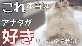 不満になってる？愛犬から飼い主へ「褒めて〜♡」と要求してる行動【犬の仕草】