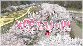 4K 랜선 꽃구경 #집에서함께해요 🌸이것은 눈인가 벚꽃인가🌸숨겨진 벚꽃명소! 전남 장성 백양사 입구 벚꽃 터널