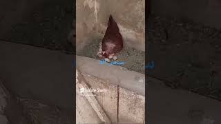 شركت معكوم فديو 🐔🐔🐔