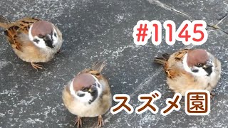 スズメさんの日常#1145