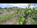 Emery's Berry Farm Organic Blueberry U Pick Farm New Jersey NJ