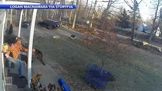 Mom saves daughter from raccoon attack