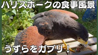 ハリスホークの食事風景!HarrisHawk餌やり！うずらを食べる！