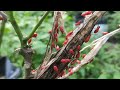 nature video cotton stainer 🐞🐞🐞🐞