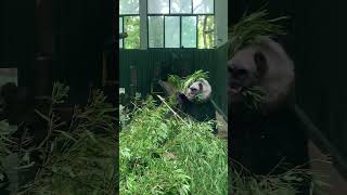 上海动物园的明星熊猫和风\u0026星光 #上海动物园 #大熊猫 #panda