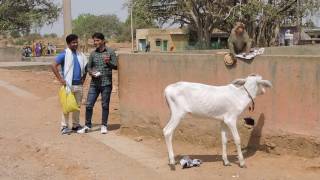 A naughty monkey......At Gawari Balaji temple....