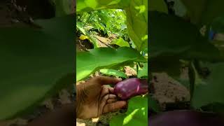 Brinjal Cultivation Sprinkler system Harvesting