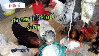 ถ่ายพยาธิไก่ยักษ์บาร์ม่า ง่ายๆ #สุภโชคฟาร์ม