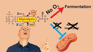 What you NEED to Know about Anaerobic Respiration for AP Bio