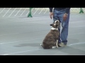 akc national obedience championship man s bond with his dog