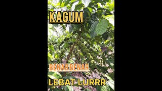 Kagum part #1 lebat sekali buah nya KAGUM PART #1 . LRBAT SRKALI BUAH NYA .