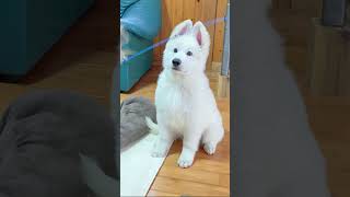 ショボーンからのモフモフっ！#shorts #ホワイトスイスシェパード #大型犬子犬