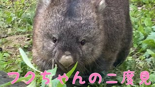 【wombat】フクちゃんの二度見☆(Fuku, see twice)