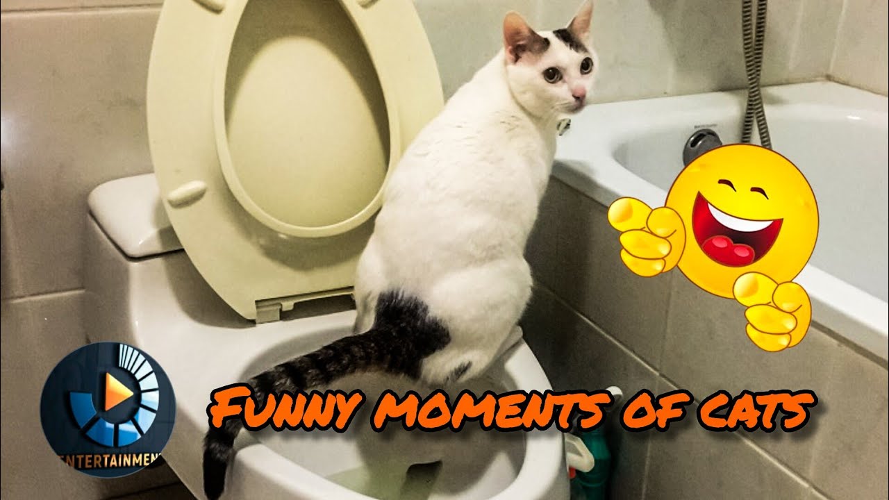 Funny Moments Of The Funny And Cute Cats ёяш ёядг Funny Cats Video