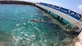 Dive into the World of CURACAO Dolphin Academy!