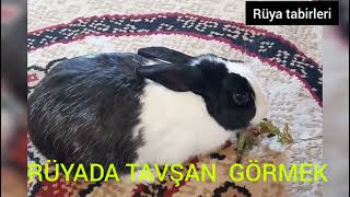 RÜYADA TAVŞAN GÖRMEK RÜYA TABİRLERİ #rüyatabirleri #rüya #tavşan