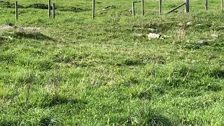 Corncrake (Crex crex), Vatersay, Outer Hebrides, 17th May 2021