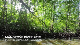 [annyeong.gb.lady] Mangrove River @Puerto Princesa, Palawan 2019