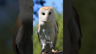 フクロウの雑学 #shorts #雑学 #豆知識 #動物 #生物 #生き物 #動物の雑学 #トリビア #動物雑学