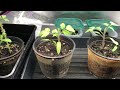 earthworm castings vs potting soil part 1 vermisterra and pro mix