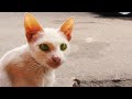 There once a cat that is VERY SHY... | GOBANG NEW NORMAL