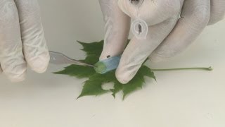 DNA Isolation Step 1: Preparing the Sample