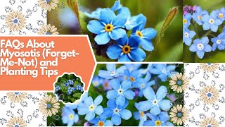 FAQs About Myosotis (Forget-Me-Not) and Planting Tips