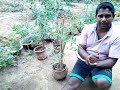 thkkali wagawa තක්කාලි වගාව cultivation of tomatoes necibiocoris tenuis tomato home gardening