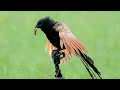 小鴉鵑請問你是在敲木魚嗎 lesser coucal voice sounds like that of monk knock the wooden fish. バンケン 5jun 2020