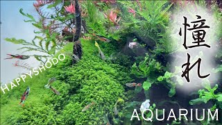 【AQUArium】憧れの水槽に出会える場所/ADA品揃え過多/世界水草レイアウトコンテスト/東京アクアショップ巡り/癒しの場所　　 #090