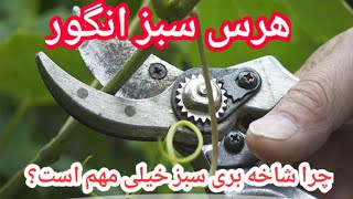 هرس سبز | شاخه بری سبز | چرا هرس یا شاخه بری سبز انگور خیلی مهم است؟ grapes green pruning