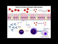 GLUTEN! Mechanisms of Celiac Disease and Gluten Sensitivity