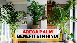 7 Areca Palm Benefits in Hindi | एरेका पाम के फायदे