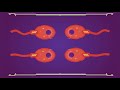 what is mitosis u0026 meiosis complete animated explanation