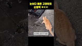 눈보다 빠른 고양이의 순발력 ㅎㄷㄷ