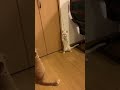 猫、おもちゃで遊ぶ