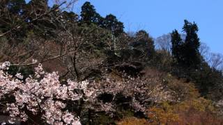 2013　談山神社　桜