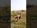 LIONS Having Fun #wildlife #cat #animals