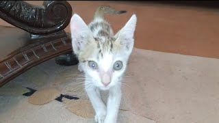 Adorable Street Kittens Living Beautiful Life After Rescue |