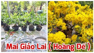 120 Cây Mai Giảo Lai ( Hoàng Đế ) - 500K/ Cây - Hoa To - Cánh Hoa Dày - Sinh Trưởng Mạnh