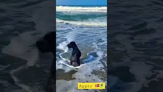 Perro al agua :D Agger Beach- Denmark 🇩🇰