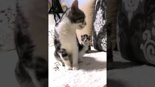 AWW, Super Cuteness! So Adorable Cute Kitty Cats Shorts Videos 😺😍😘 -EPS767 #cuteanimalshare