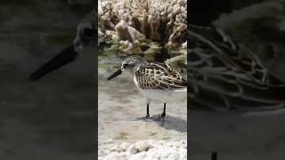 חופית קטנה Little Stint Eilat